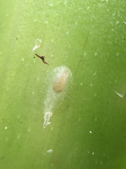 Pellucidaspis epiphytidis