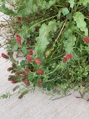Trifolium incarnatum