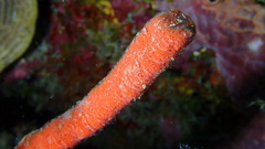 Clathria calla
