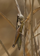 Paroxya atlantica