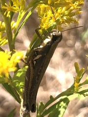 Paroxya atlantica