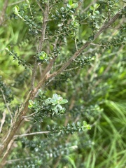 Ozothamnus obcordatus