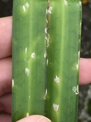 Pellucidaspis epiphytidis