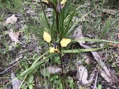 Diuris pardina