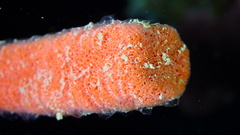 Clathria calla