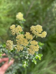 Ozothamnus obcordatus