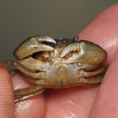 Rhithropanopeus harrisii