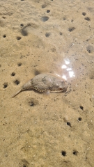 Tetractenos glaber