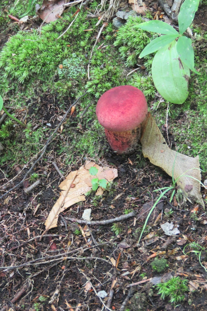 boletes from Preston Pond, Bolton, VT 05465, USA on August 19, 2018 at 0221 PM by Laurie