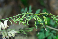 Corydalis ophiocarpa