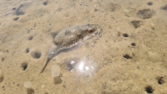 Tetractenos glaber