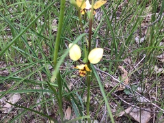 Diuris pardina