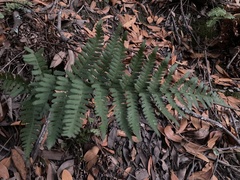 Dryopteris arguta