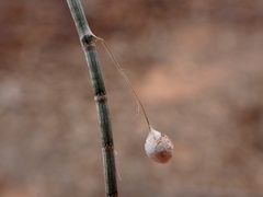 Tamopsis
