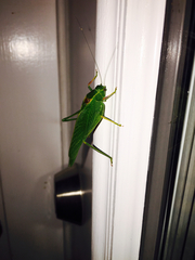 Microcentrum californicum