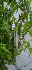 Gonolobinae