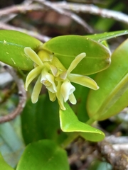 Epidendrum antillanum