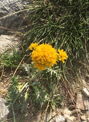 Jacobaea incana