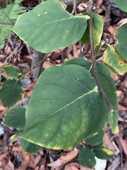 Dirca occidentalis