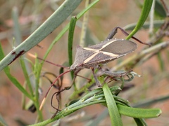 Mictis profana