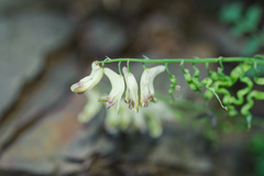 Corydalis ophiocarpa