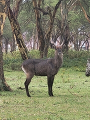 Kobus ellipsiprymnus