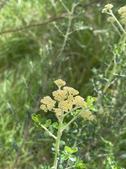 Ozothamnus obcordatus