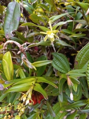 Epidendrum antillanum