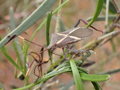 Mictis profana
