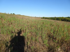 Helianthus salicifolius