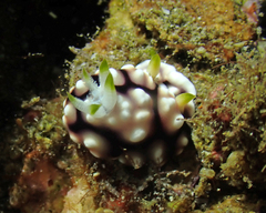 Goniobranchus geometricus