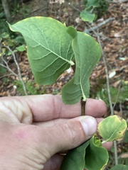 Dirca occidentalis