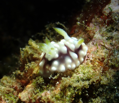 Goniobranchus geometricus