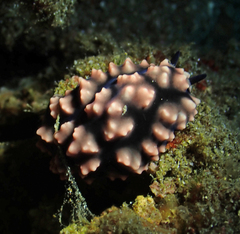 Phyllidiella pustulosa