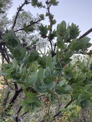 Arctostaphylos pallida