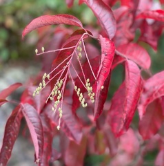 Oxydendrum
