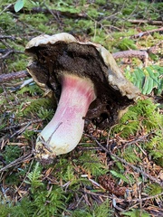Boletus smithii