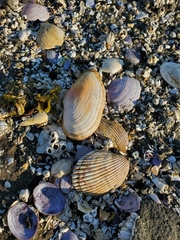 Clinocardium nuttallii