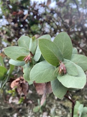 Arctostaphylos pallida