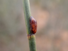 Coccoidea