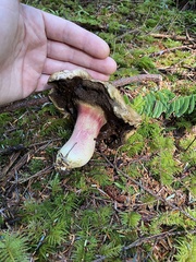 Boletus smithii