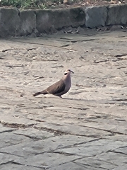 Streptopelia semitorquata