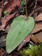 Cyrtostylis oblonga