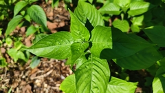 Dicliptera lanceolaria