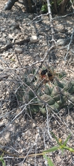 Thelocactus hexaedrophorus