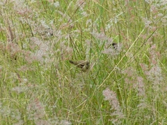 Spermestes cucullata