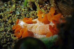 Phrikoceros katoi