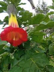 Brugmansia sanguinea
