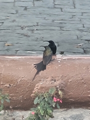 Nectarinia kilimensis