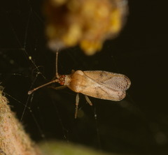 Trachypeplus chinensis